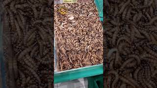 MEALWORM / SUPERWORM || SUPREMO eXo Pet #supremoexopet #supremo