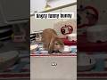 When bunnies get angry | funny|😂| #short