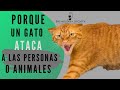 POR QUE UN GATO ATACA A LAS PERSONAS O ANIMALES|Encantadora de Gatos