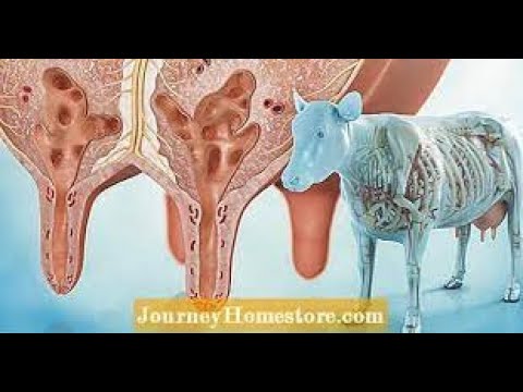Video: Hur Man Botar En Ko Från Mastit