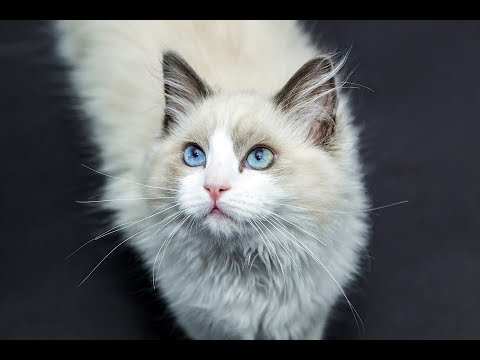 Vídeo: O Gato Não Está Comendo? Aqui Está O Porquê E O Que Você Pode Fazer