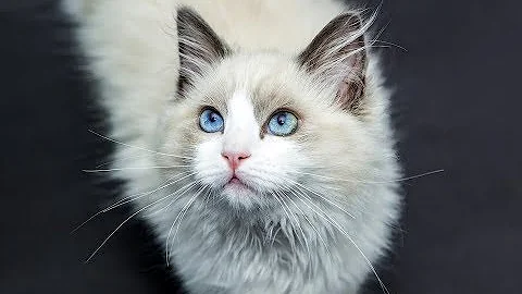 O que fazer quando o gato não quer comer nada?