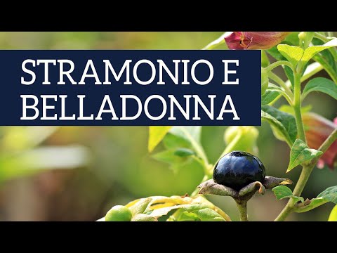 Video: Cosa fa atropa belladonna?