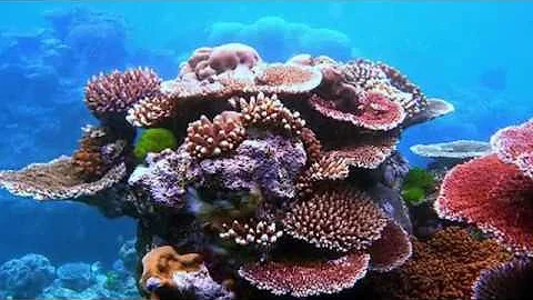 CoralReefExplain