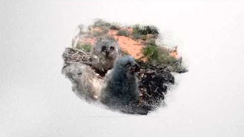 Great Horned Owl Adobe voice by Chanel Quiocho