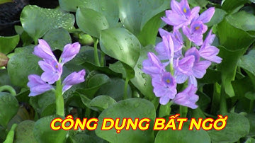 BÈO TÂY( LỤC BÌNH) - AI CŨNG BẤT NGỜ nếu biết đến công dụng chữa bệnh của loại cây mọc dại khắp nơi