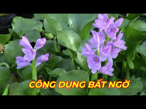 Video: Cây lục bình nho - Tìm hiểu về các loài lục bình thường gặp trong nho