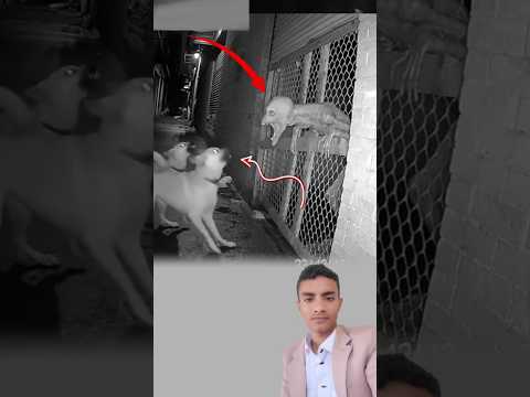 علق الشبح بين أسلاك الشبك يتلو ى في الظلام والكلاب حوله تنبح بنباح يمز ق هدوء الليل اكسبلور لايك