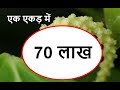 Black pepper cultivation | काली मिर्च की खेती | एक एकड़ में 70 लाख