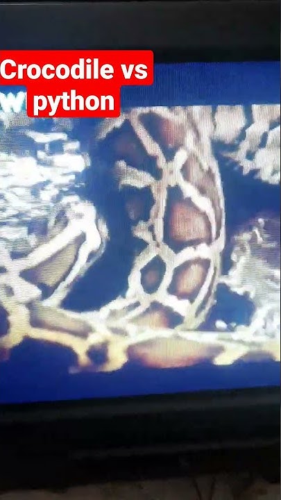 crocodile vs python - YouTube