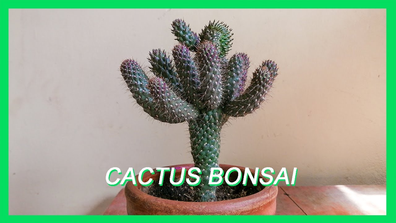 CACTUS BONSAI TENER UNO? YouTube