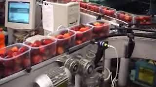 Client Ponso - Fruit Packaging Line - Linea Di Confezionamento Per Frutta