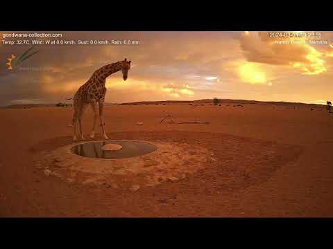 Picture perfect sunset with giraffe in Namibia