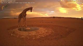 Picture perfect sunset with giraffe in Namibia