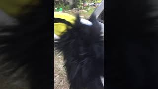 Crow puppet Wealth