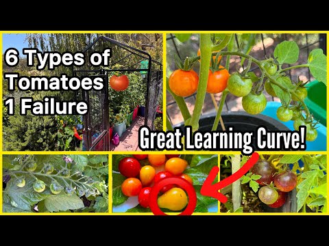 Results of Tomato Garden Grows Tons* Container Gardening 6 Types of Tomatoes & Peppers in Dog Kennel