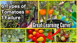 Tomato Garden Grows 100’s Container Gardening 6 Types of Tomatoes & Peppers Pest Control Dog Kennel