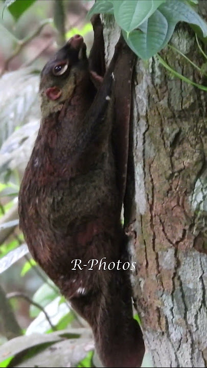 Sunda / Malayan Colugo #nparks #wildsingapore #sgwildlife