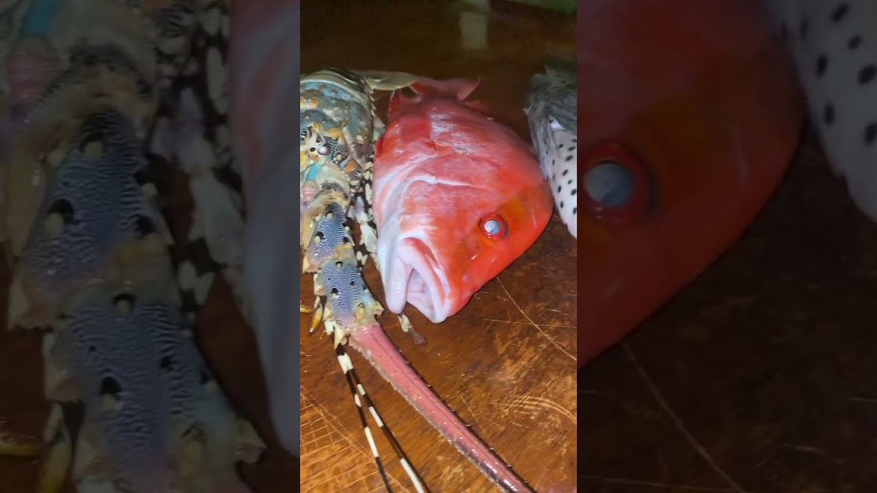 PB Tusky 11kg | PB Common 13kg🔥| the rest all shot in innner reef bomie hopping 👌🏾 