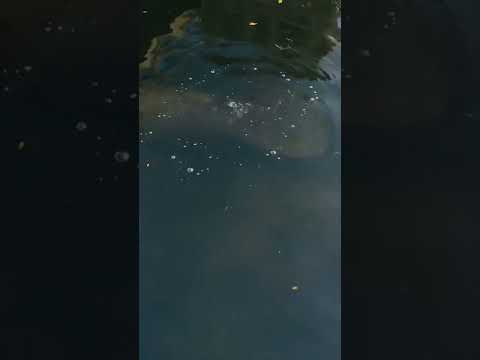 Manatee Fart #shorts #florida