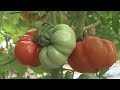 Tomatoes in the Ciao Italia garden