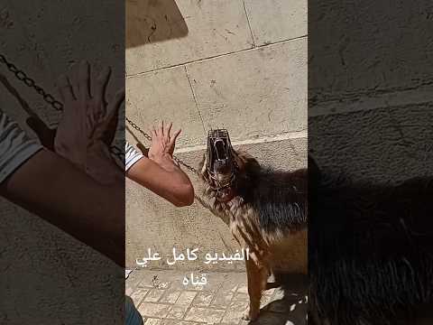 لحظه قتل الكلب للرجل مغامرات حمزة
