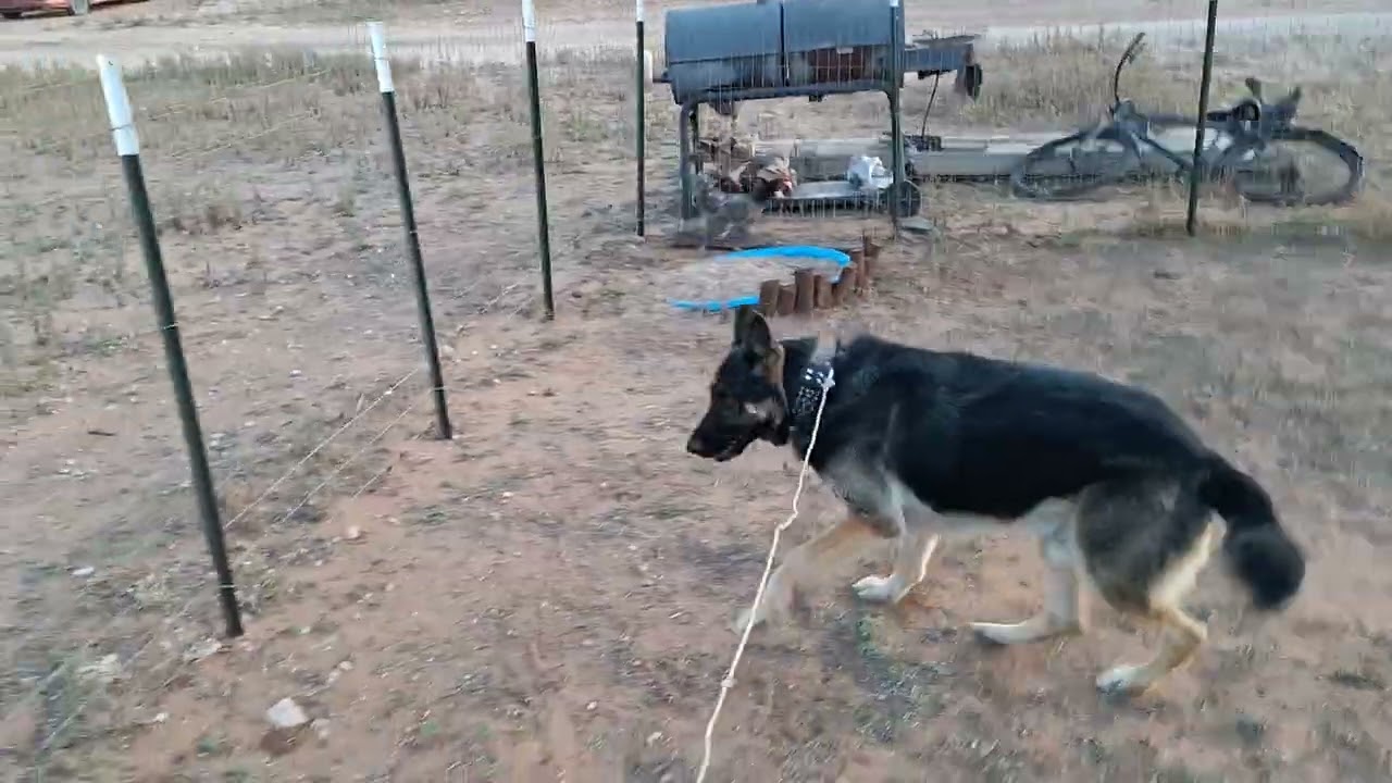 Dog rounds up chickens! 
