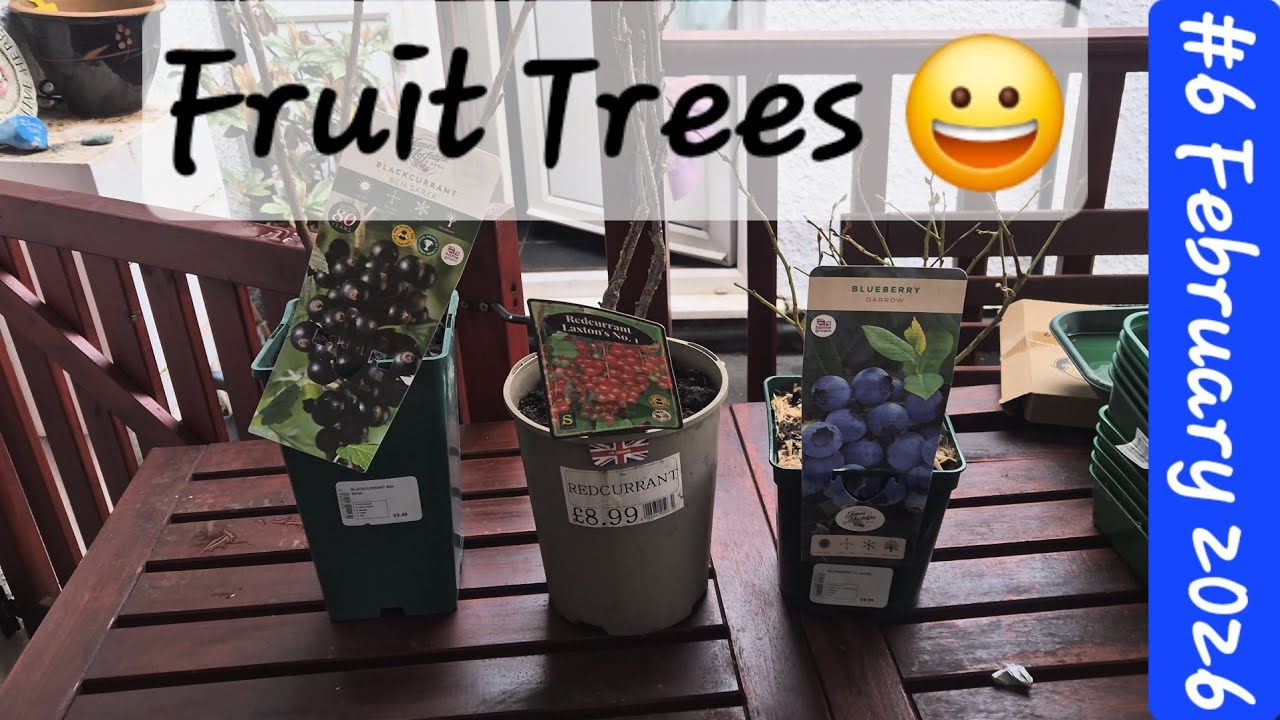 #6 February - Fruit Bushes 😋