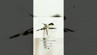 #dragonfly #glasswing #insects #beautiful #nature #earth #love #fypシ゚viral #fypage #fyp #fypシ #fy