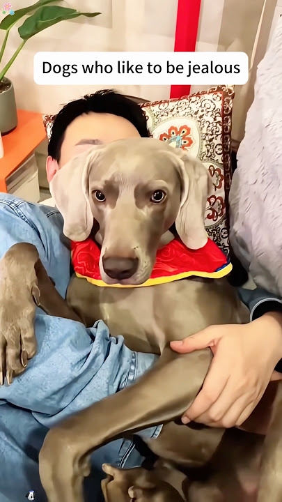 Look!it will be jealous 😂#funny #funnyvideo #funnymoment #fypシ゚viral #foryou #haha #omg #jealous