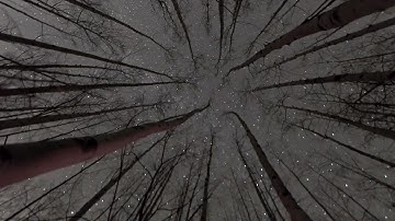 Tree Farm Token Intro