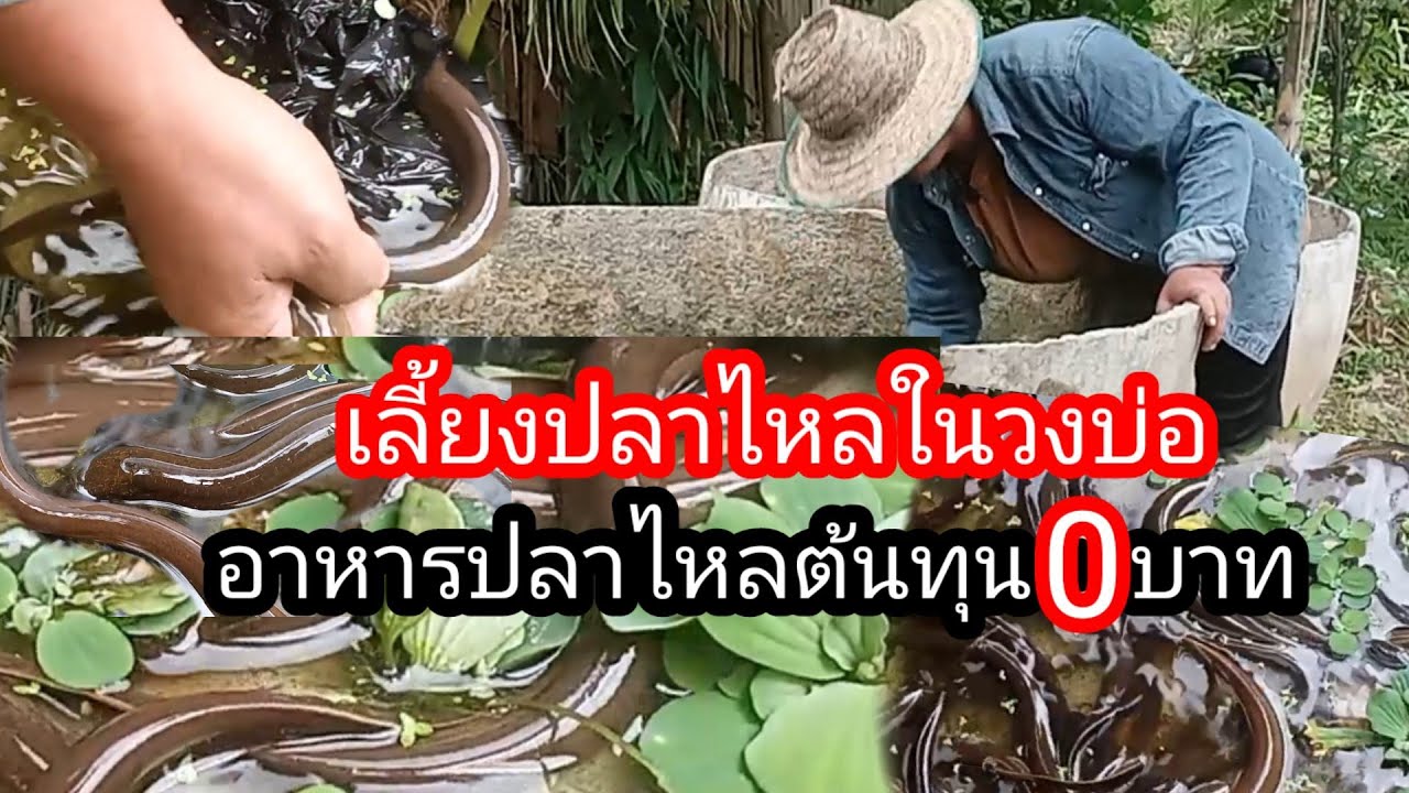 เคล็ดลับเลี้ยงปลาไหล!! การดูแล เลี้ยงอย่างไรให้โต อาหารที่เลี้ยง ลักษณะบ่อ