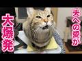 大好きな夫に名前を呼ばれただけでフミフミが止まらなくなっちゃう猫