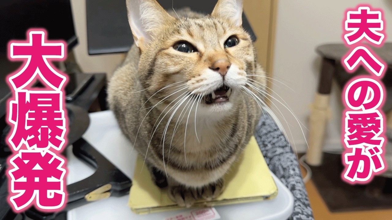 大好きな夫に名前を呼ばれただけでフミフミが止まらなくなっちゃう猫