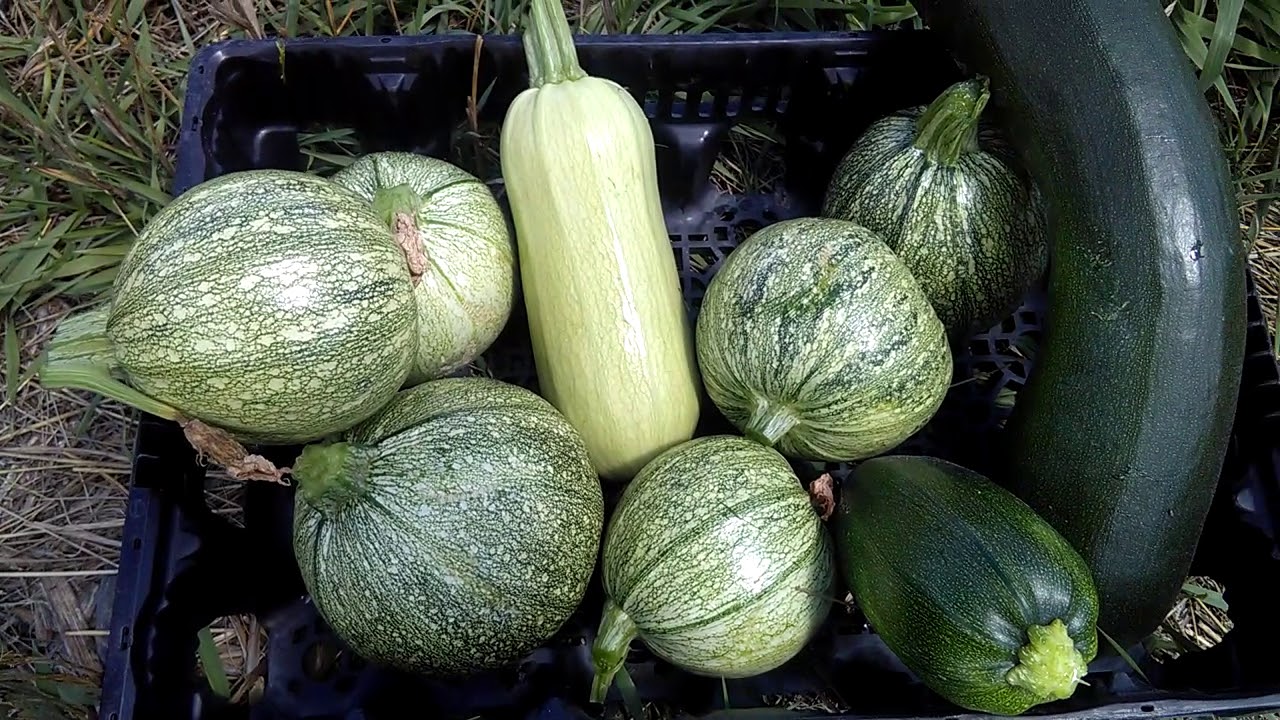 Permaculture Orchard Overview - Zone 1 - Biodiversity Is The Key To Abundance