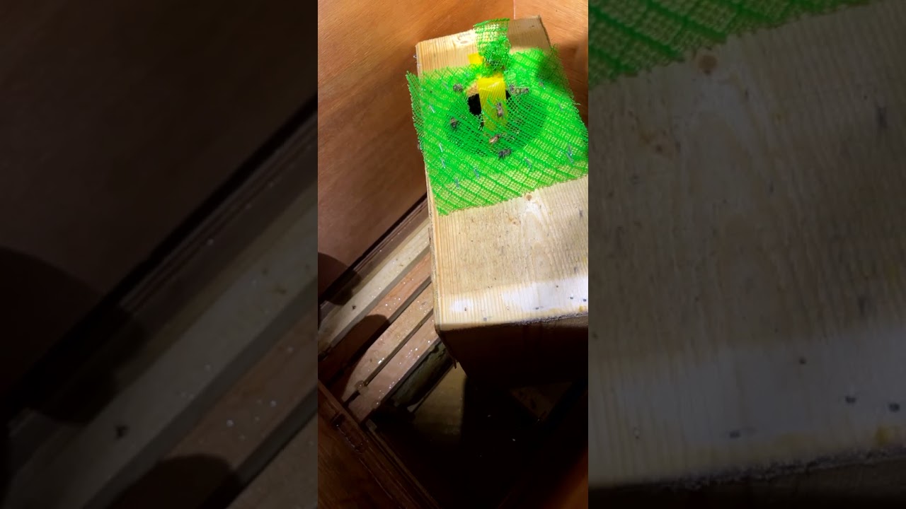 تسكين النحل ليلا