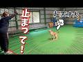 サーカス犬になった元保護犬の能力覚醒！小さな四角のテープの中で止まるチャレンジで奇跡が！！