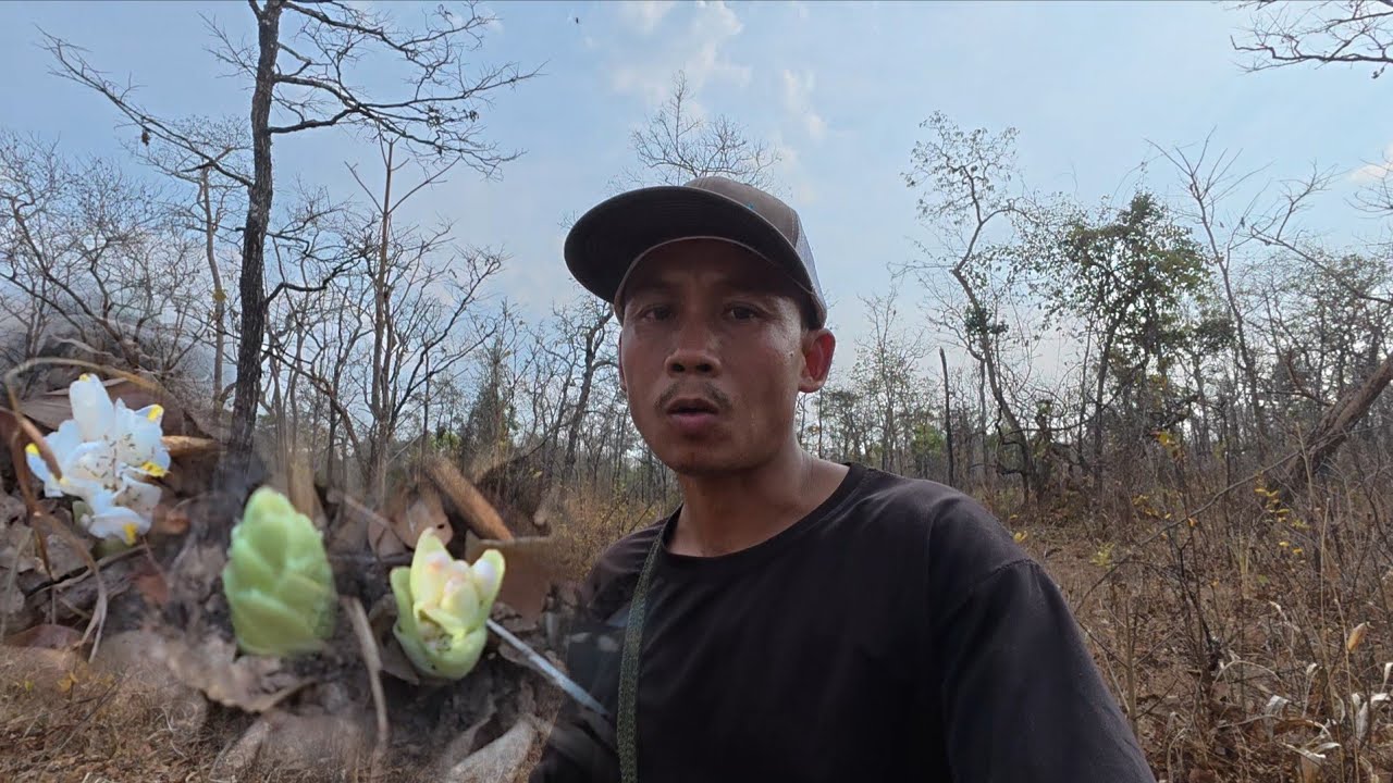 ເກັບດອກກະຈຽວ | เก็บดอกกระเจียว