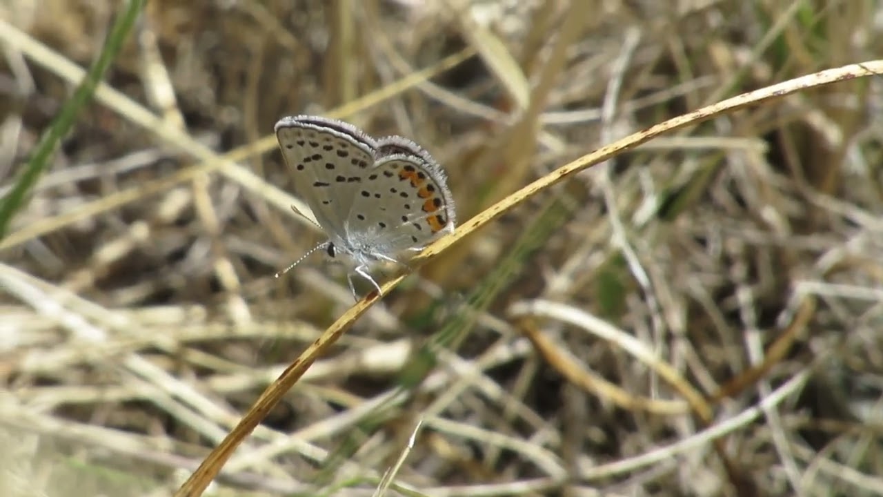 Acmon Blue, rubbing its hind wings