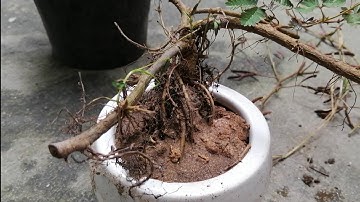 tìm hoa trinh nữ gặp nhiều cây to/cây xấu hổ, hoa mắt cở làm Bonsai