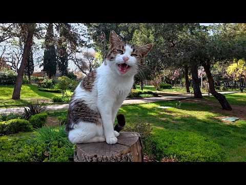 Stray Cat Siren Recognized Me Even in Disguise