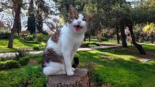 Stray Cat Siren Recognized Me Even in Disguise