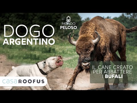 Video: Bovari del Bernese: Animali da lavoro giocosi ed energici