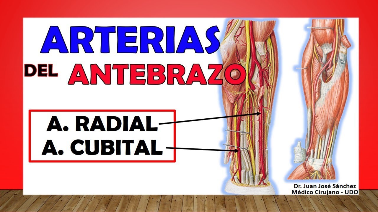🥇 Arterias del ANTEBRAZO. (ARTERIA RADIAL y CUBITAL) YouTube 🥇 Arterias del ANTEBRAZO. (ARTERIA RADIAL y CUBITAL) YouTube