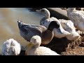 Duck farming in kenya part 1