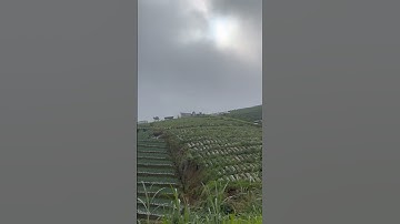 Nepal van Java  🇮🇩 #indonesia #nepalvanjava #jogjakarta #jakarta #bali #shortsfeed #shorts