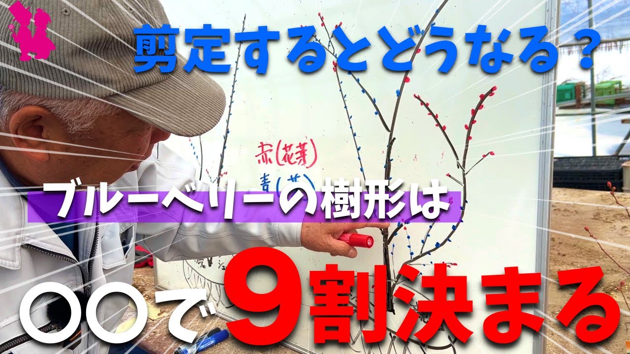 【日本一わかる】剪定でブルーベリーの樹形がどう変わるのかイラストで解説