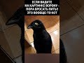 Кот или ворона🤔👇#shorts #funny #memes #юмор #смех #прикол #рекомендации #смешно #мем