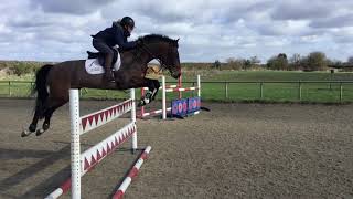 POTENTIAL TOP-CLASS EVENT HORSE BY QUIDAM JUNIOR - Ad ref 205832