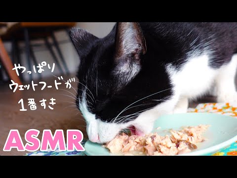 🍙👅ASMR｜ウェットフードを凄い勢いで食べる猫＆グルーミング【咀嚼音】#225